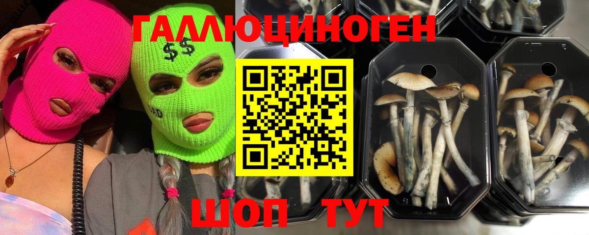 Псилоцибиновые грибы мицелий  закладка  Верхний Уфалей  Вход с VPN 